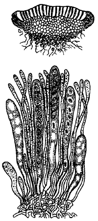 Ascomycota