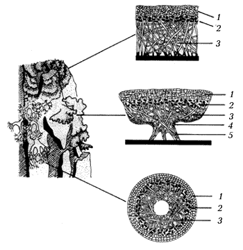 Рис. 1. Анатомическое строение кустистого, листоватого и накипного лишайников