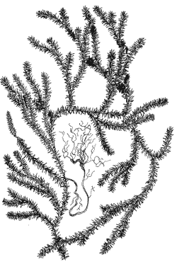 Рис. 3. Плаун годичный (Lycopodium annotium)