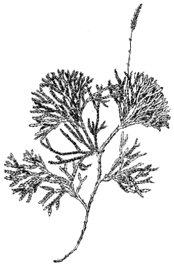 Рис. 4. Плаун сплюснутый (Lycopodium complanatum)