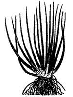 Рис. 7. Полушник озерный (Isoetes lacustris)