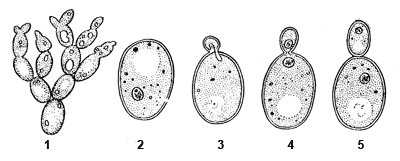 Дрожжи: 1 – цепочка почкующихся клеток; 2 – отдельная клетка; 3–5 – почкующиеся клетки