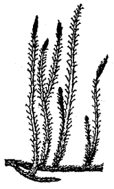 Рис. 9. Протолепидодендрон Шари (Protolepidodendron schariatum)