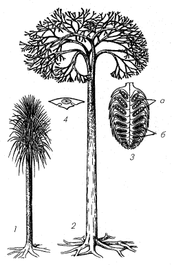 Рис. 10. Лепидодендрон (Lepidodendron)