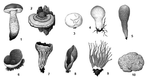 Плодовые тела грибов