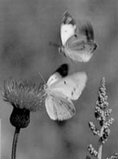 Бабочки способны находить друг друга по запаху на больших расстояниях