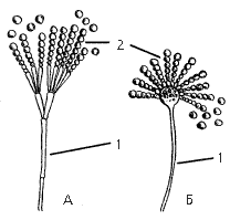 Рис. 5. Пенициллиум (А) и аспергиллус (Б) 