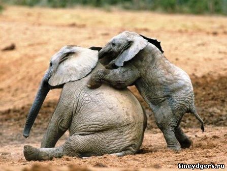 карликовый слон
