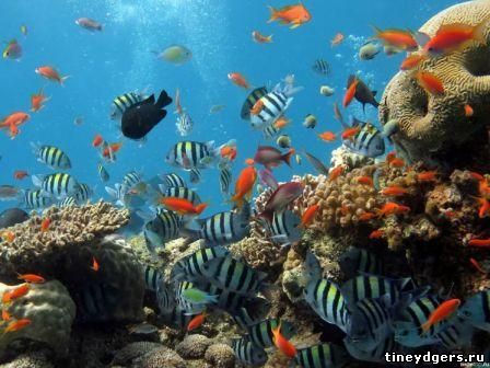 изменения погоды влияют на фауну океана
