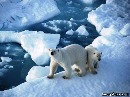 особенности климата Арктики