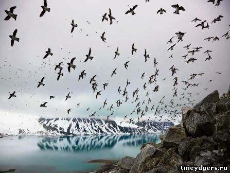птицы сумели приспособиться к антарктическому климату