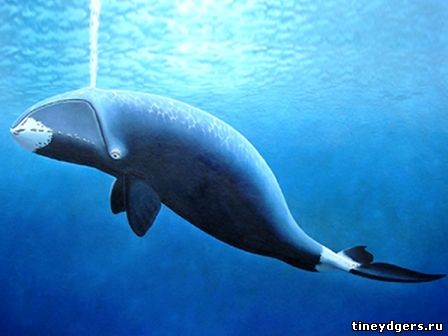 гренландский кит