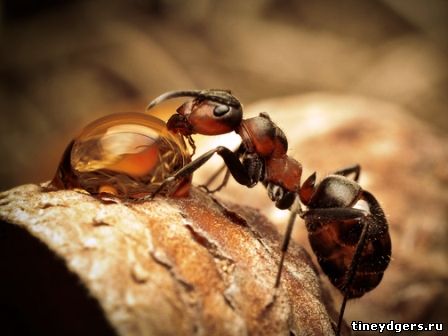 муравьиная семья