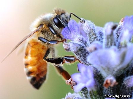 опыление пчелами цветов