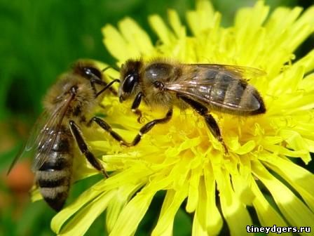 пчелы передают друг другу информацию