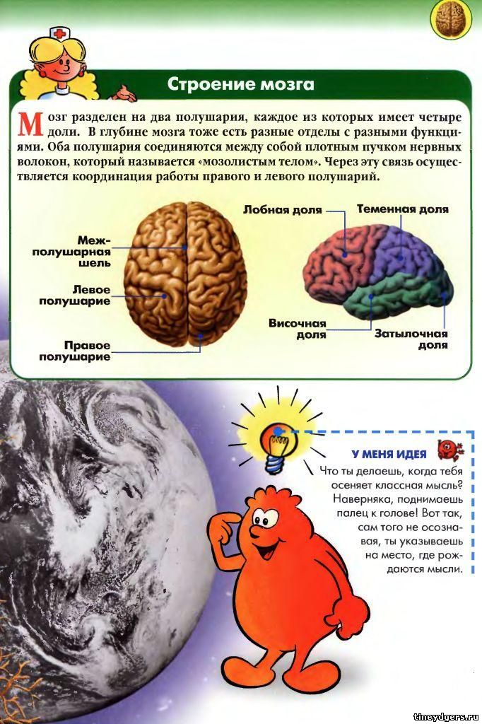 мозг человека