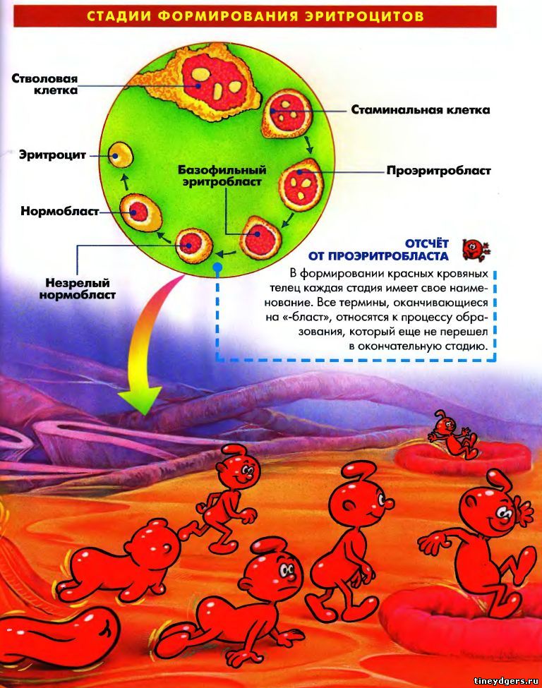 костный мозг