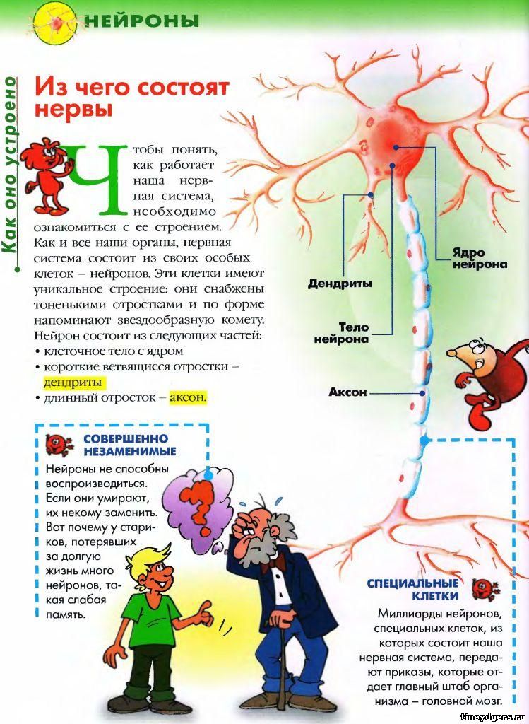 нервная система 