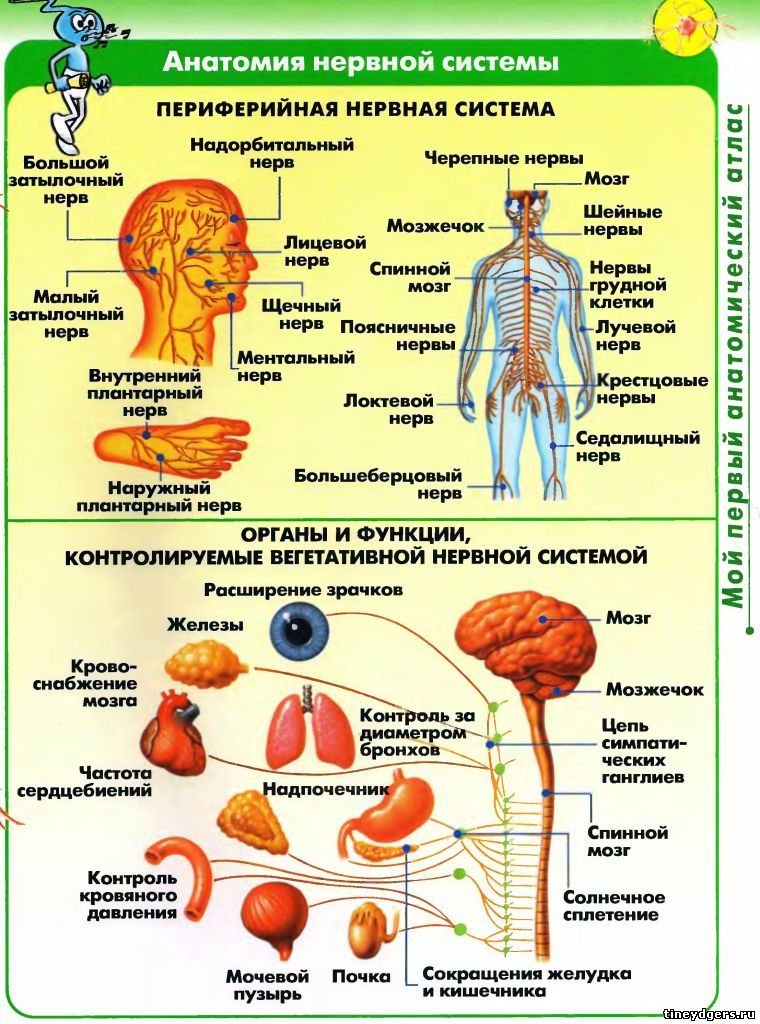 нервная система 