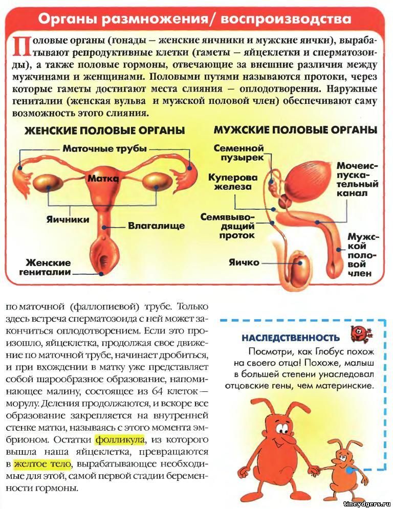 Сколько Сперматозоиды Активны После Секса