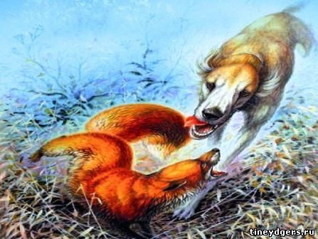 свирепая тевмесская лисица