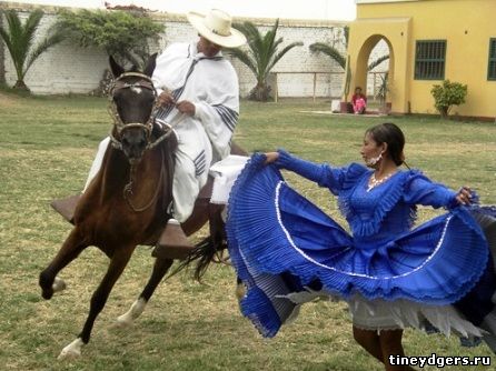 перуанская степная лошадь