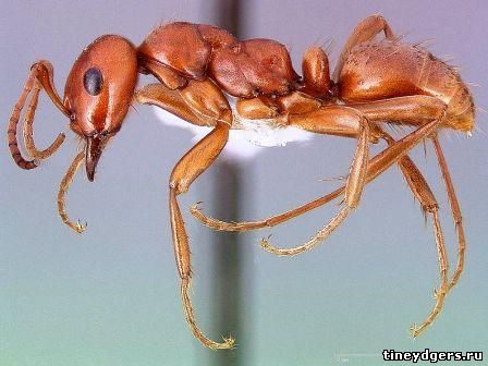 муравьи-амазонки