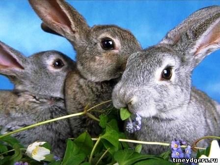 кролики стали бедствием Австралии