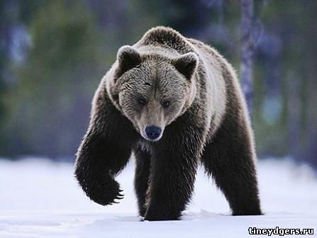медведь после зимней спячки