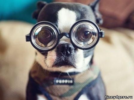 зрение лучше – у человека или у собаки