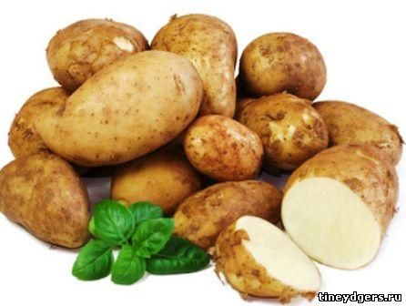 картофель попал в Европу и Россию
