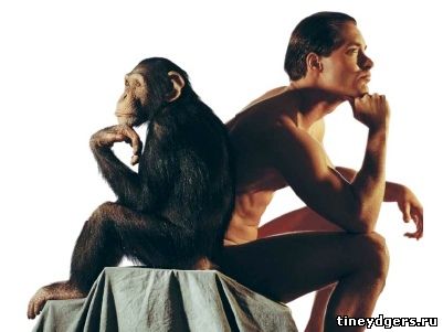 геном человека отличается от генома шимпанзе