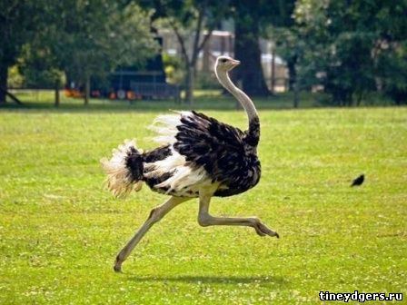 страус не может летать