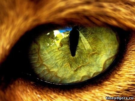 глаз животного