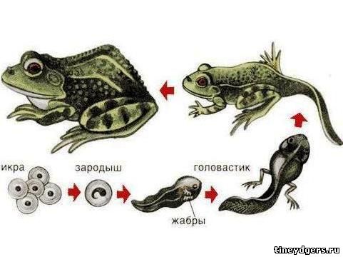 цикл развития лягушки