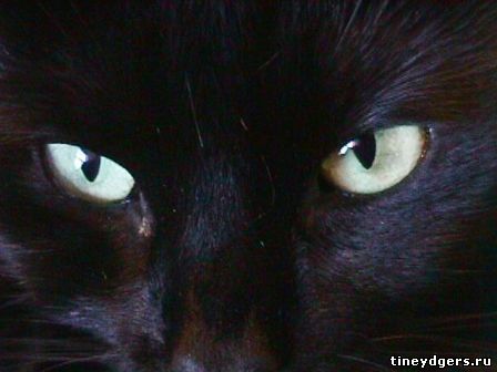 глаза кошки в темноте