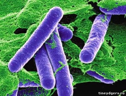 бактерии, вызывающие ботулизм - http://tineydgers.ru