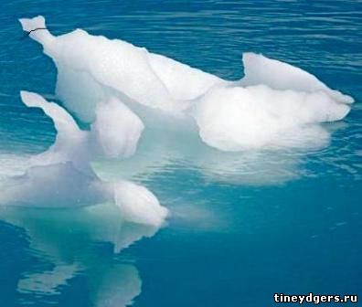 лед плавает - http://tineydgers.ru